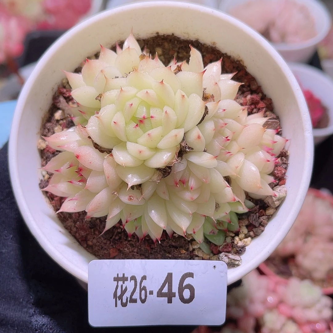 花利美26-46海王群