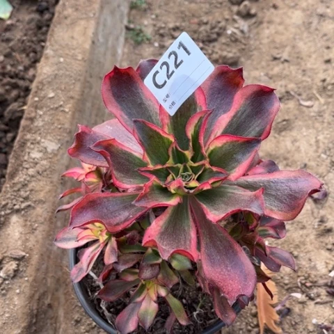 多肉植物魅影捧花