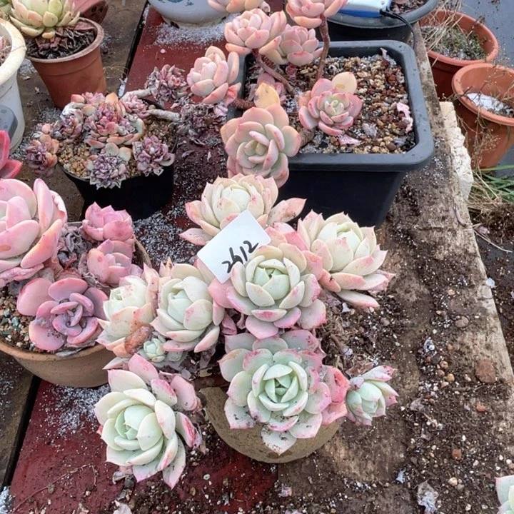 夏*2612恋曲CC多肉