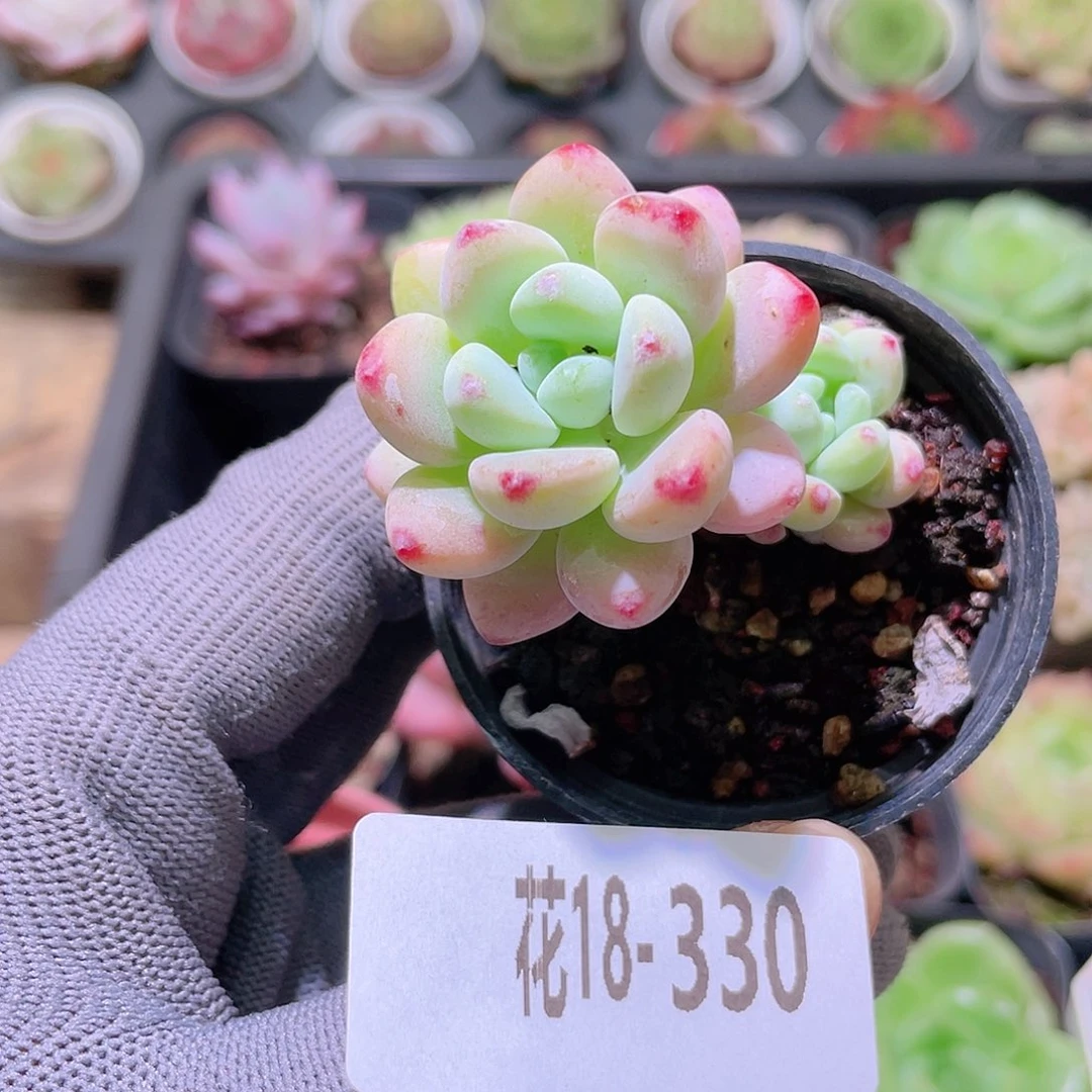 花利美18-330罗琦