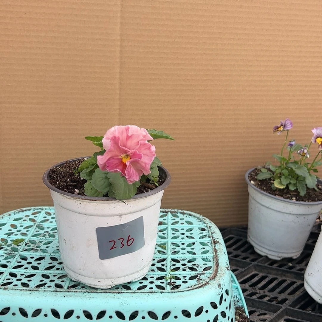 【闪购商品】完全开放236号