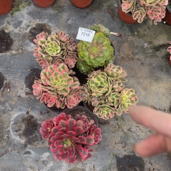 7216，手捧花5颗包邮