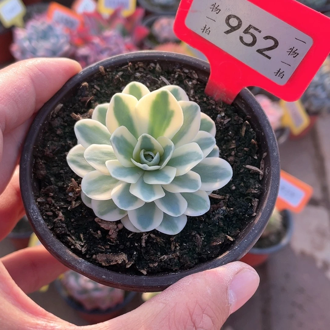 【闪购商品】叶**忆952号