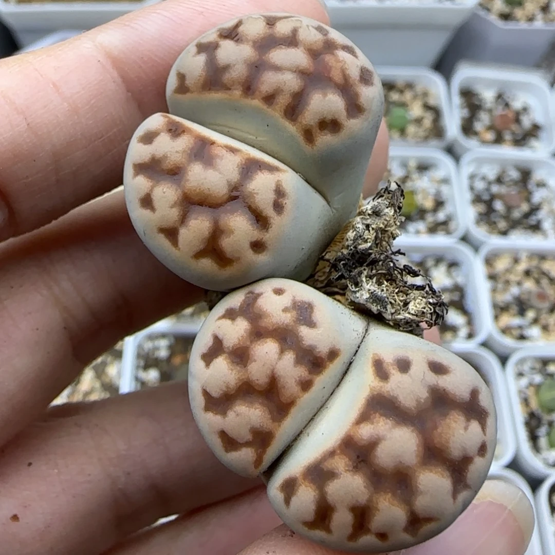 607大双头清框福利30包邮