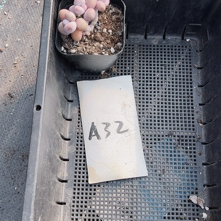 橙*。32密密麻麻买买买