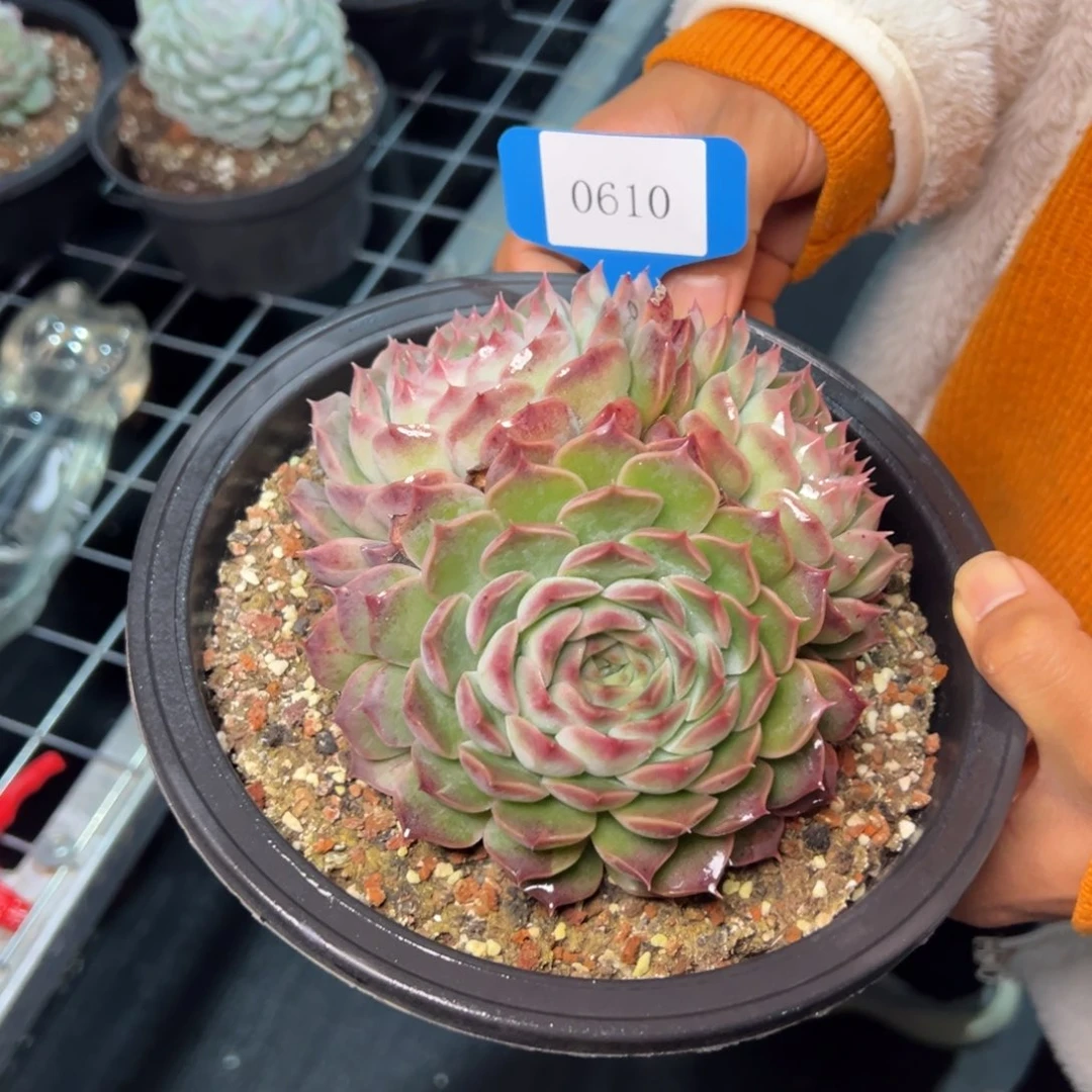 ?****?0610肉多哦肉多么多哦