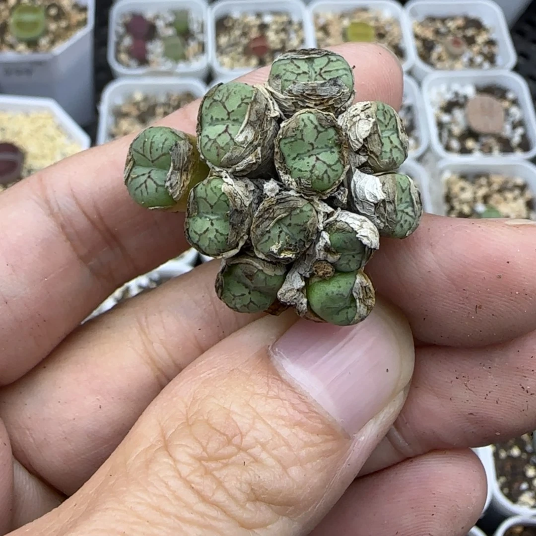 29肉锥群清框福利大棚直播30包邮