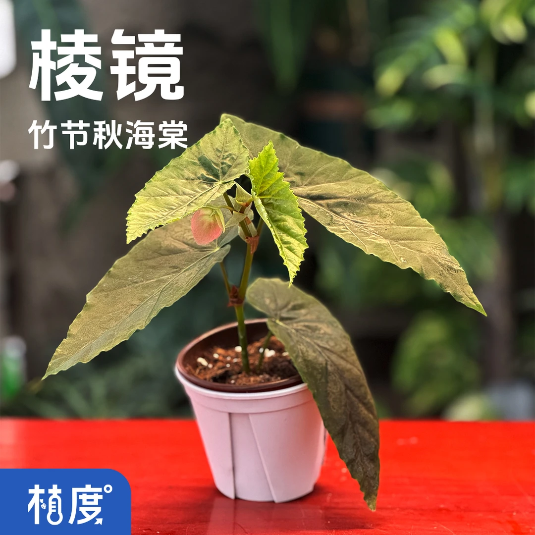 【植度 | 棱镜秋海棠】叶如丝绒融光折射 袍锦般银光浮动