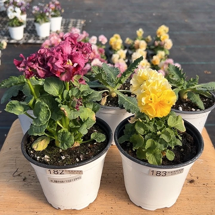 水晶抖音直播闪拍182-183