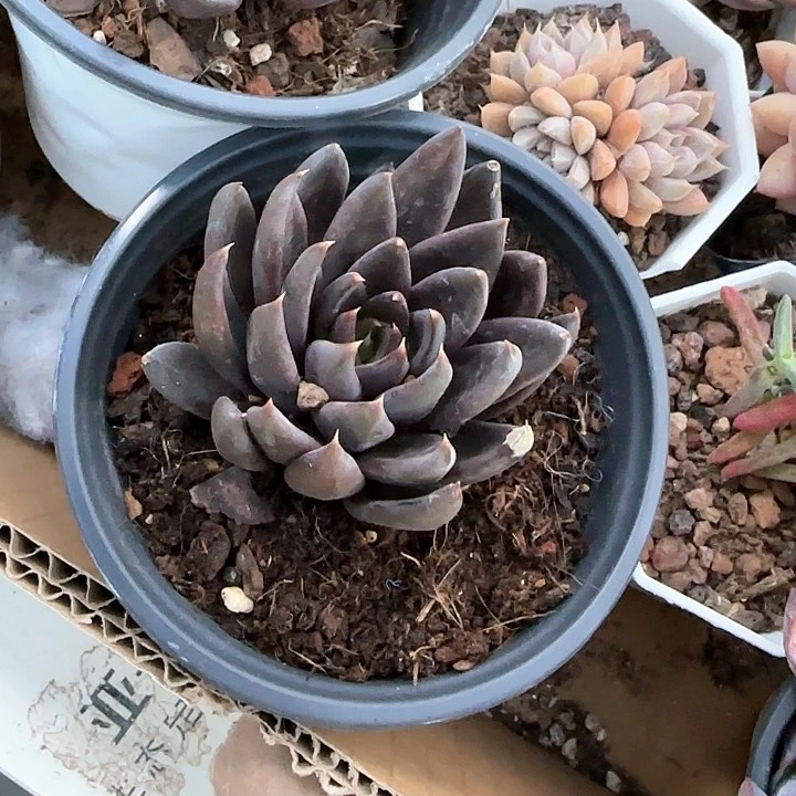 弥****云青蛙王子儿童牙膏111