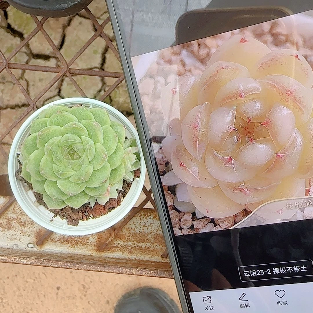 修***远【闪购商品】1005-53（云姐23-2）