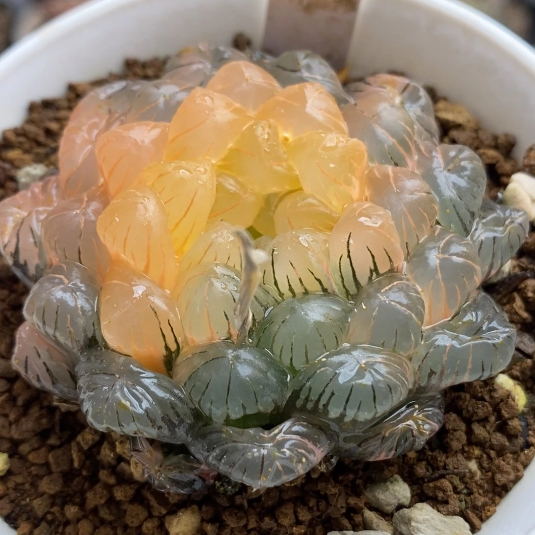 16湖水玉露锦一物一拍