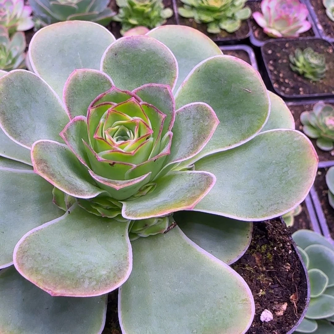 9厘米青莲玫瑰捧花111312424243