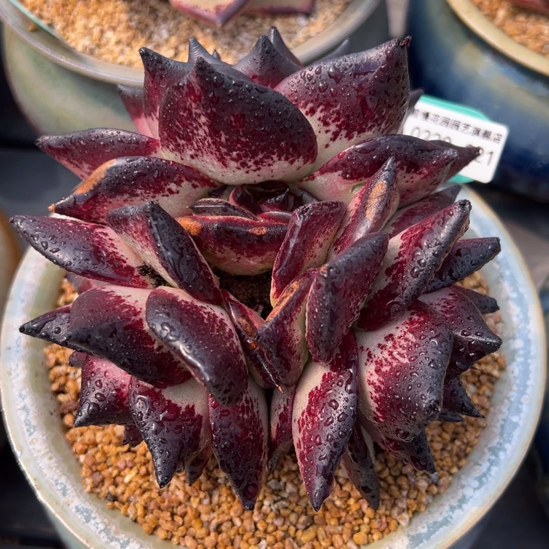 从前慢多肉精选编号0220.321