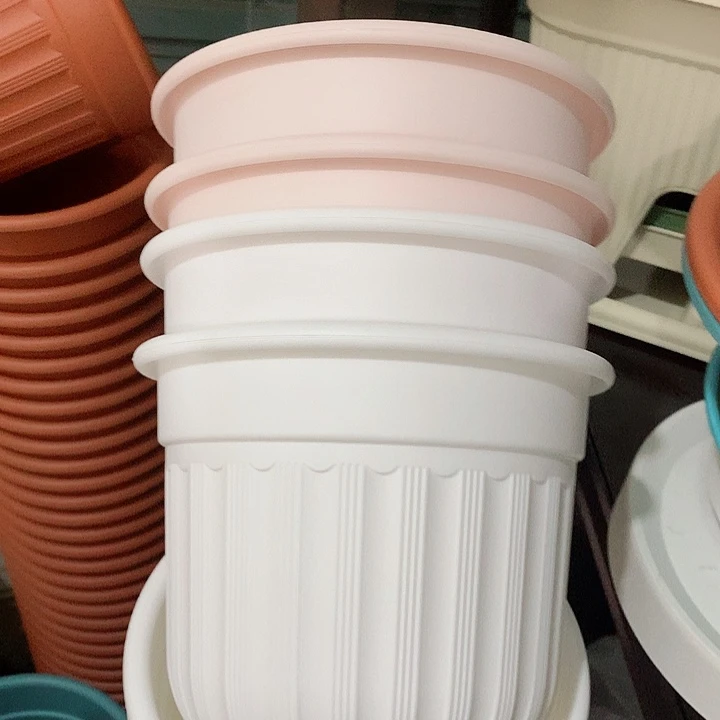 罗马口21白2粉2带托