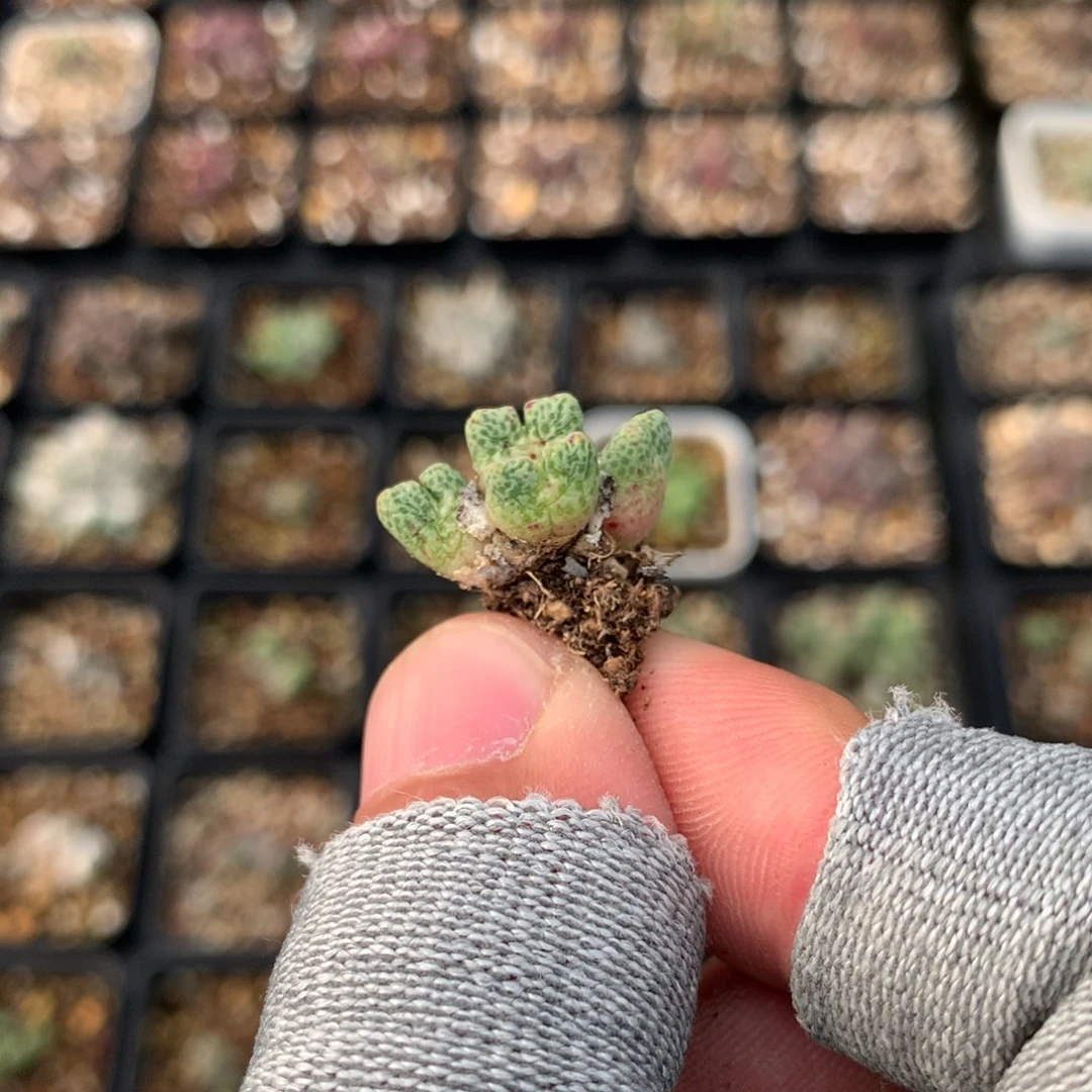 a983鹿角斑马母本