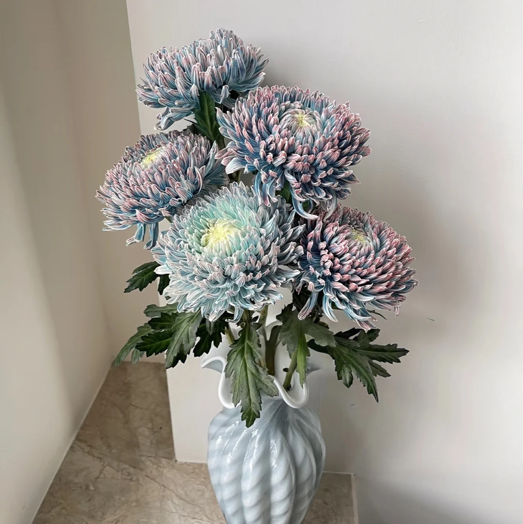 （不包邮）牡丹菊批发必拍一个运费，当场直播同一个地址可以带N个花