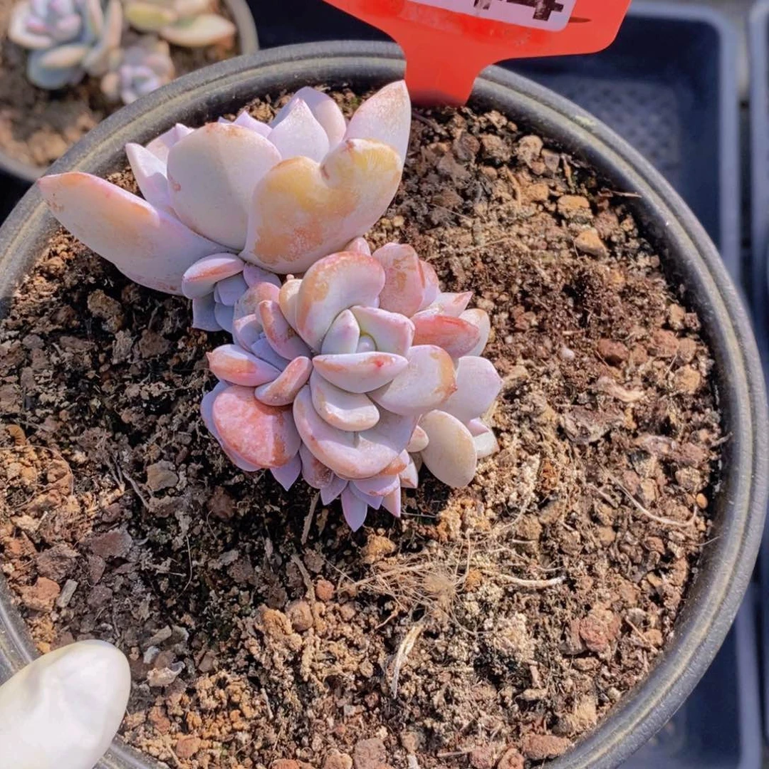 浮****T144韩版奶茶群