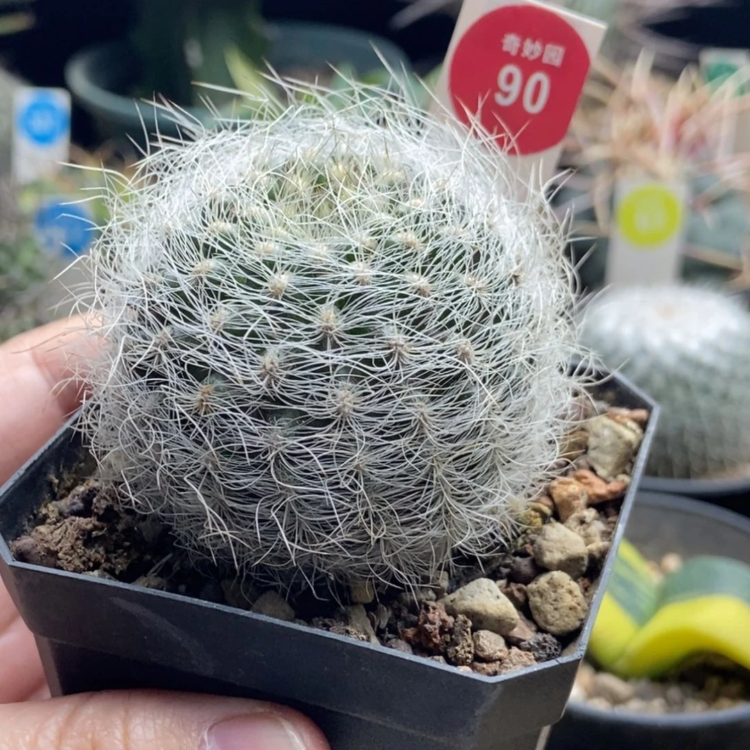 实生狂刺白翁玉5.4cm