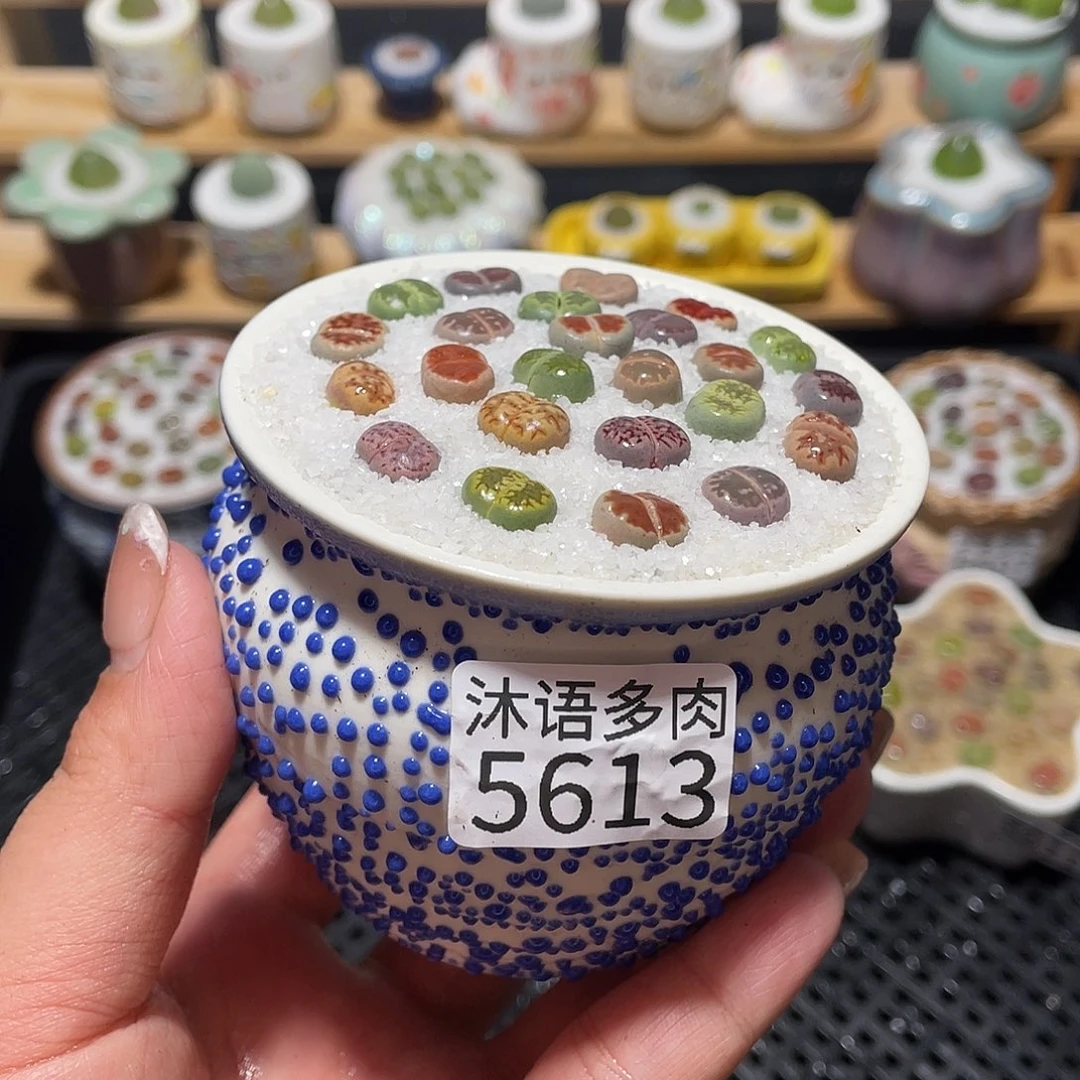 带盆土植物 一物一拍5613