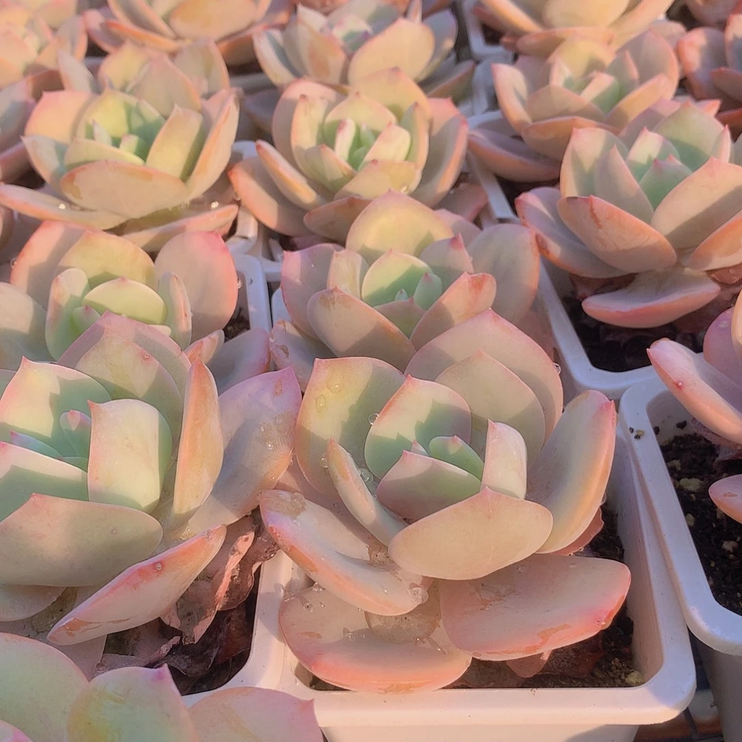 白凤2456788999909000