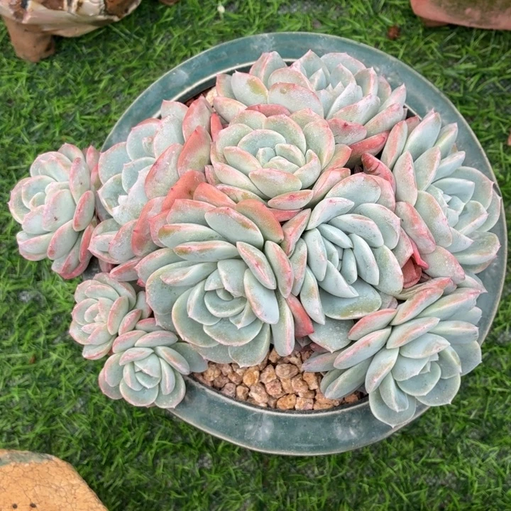 玫瑰型多肉干冰-4