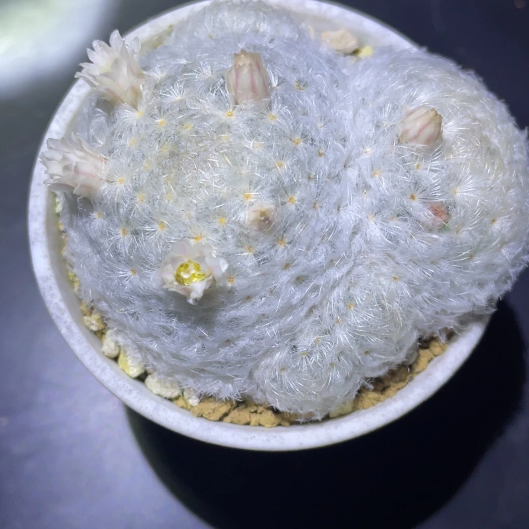 南***园折后价     白星     带盆