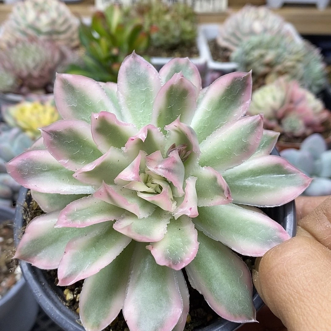 3131 紫蝴蝶锦 需延时发货