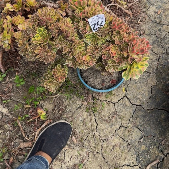 女妖朵朵29-6包邮花花