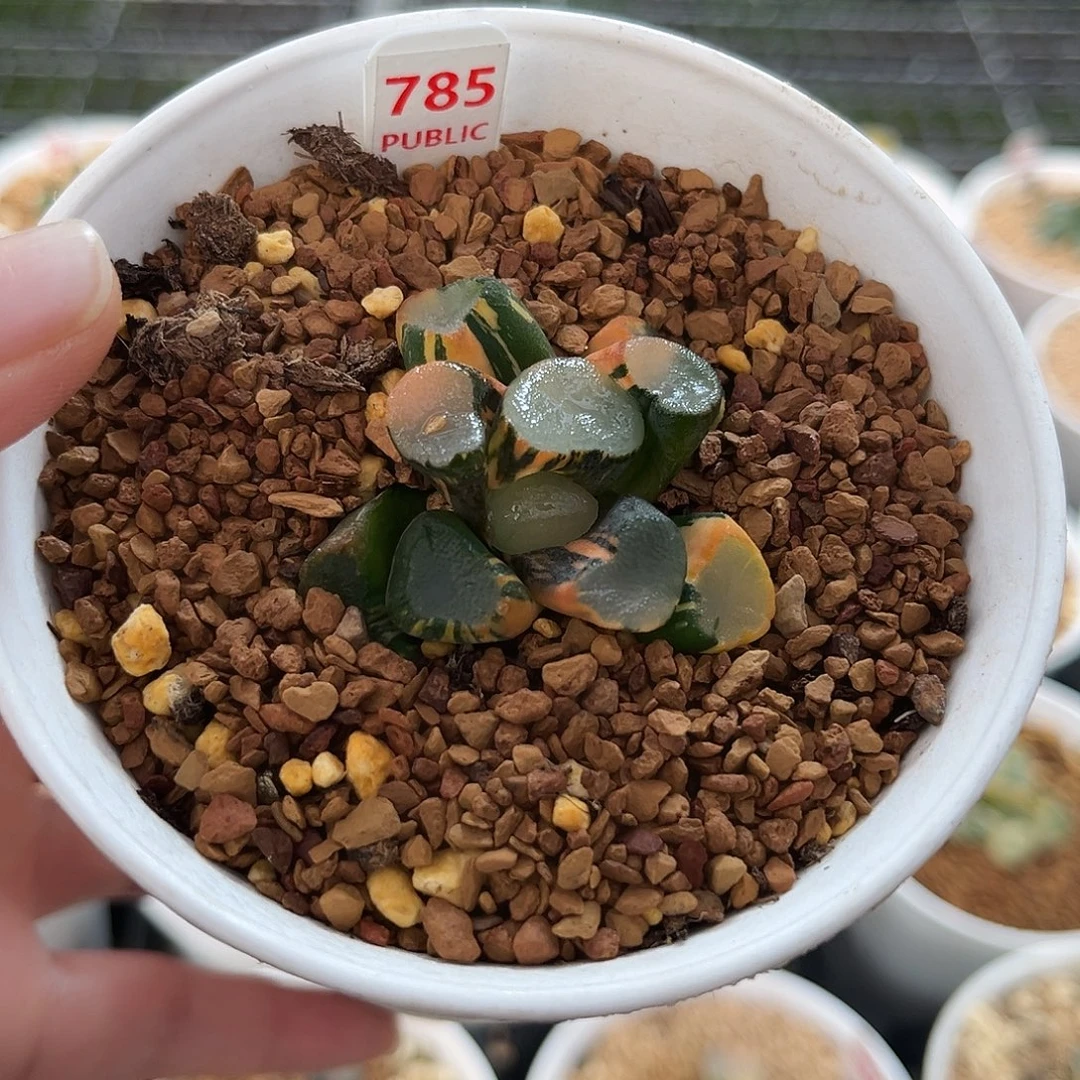 785空门万象锦福利