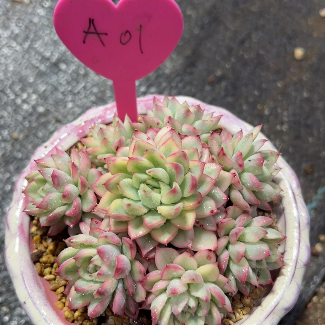 多肉植物一物一拍