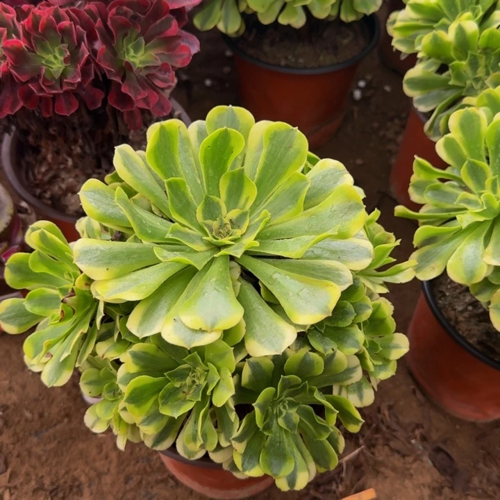 绿豆沙周正9.9。