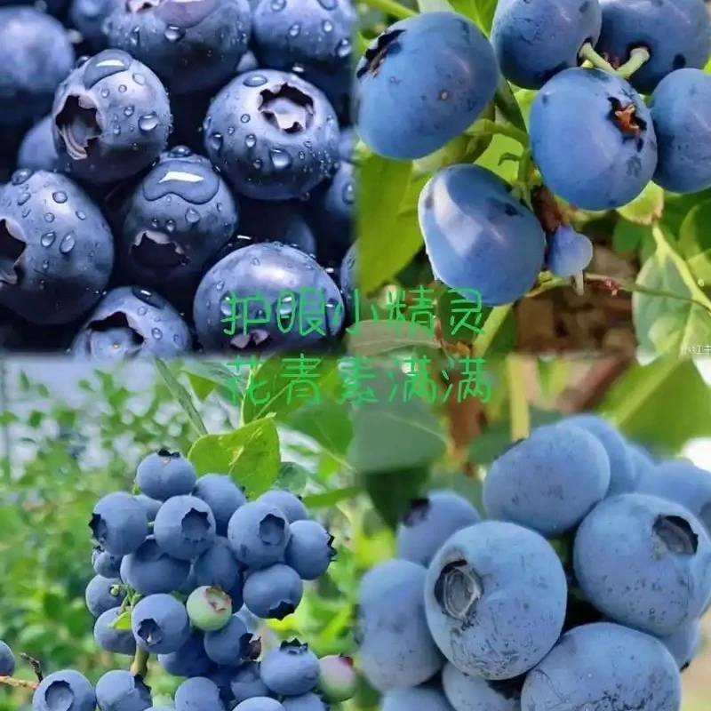 【采葑酵素有机蓝莓】新鲜采摘/顺丰包邮