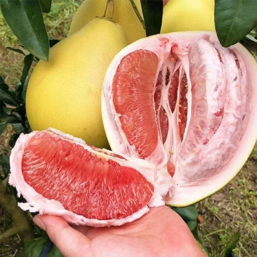 福建漳州平和蜜柚 老树三红蜜柚，皮薄肉厚，多汁新鲜 产地直发