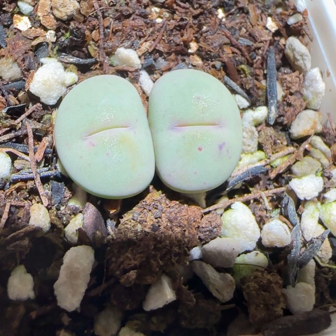 肉锥多肉植物百科-杂交红嘴1266