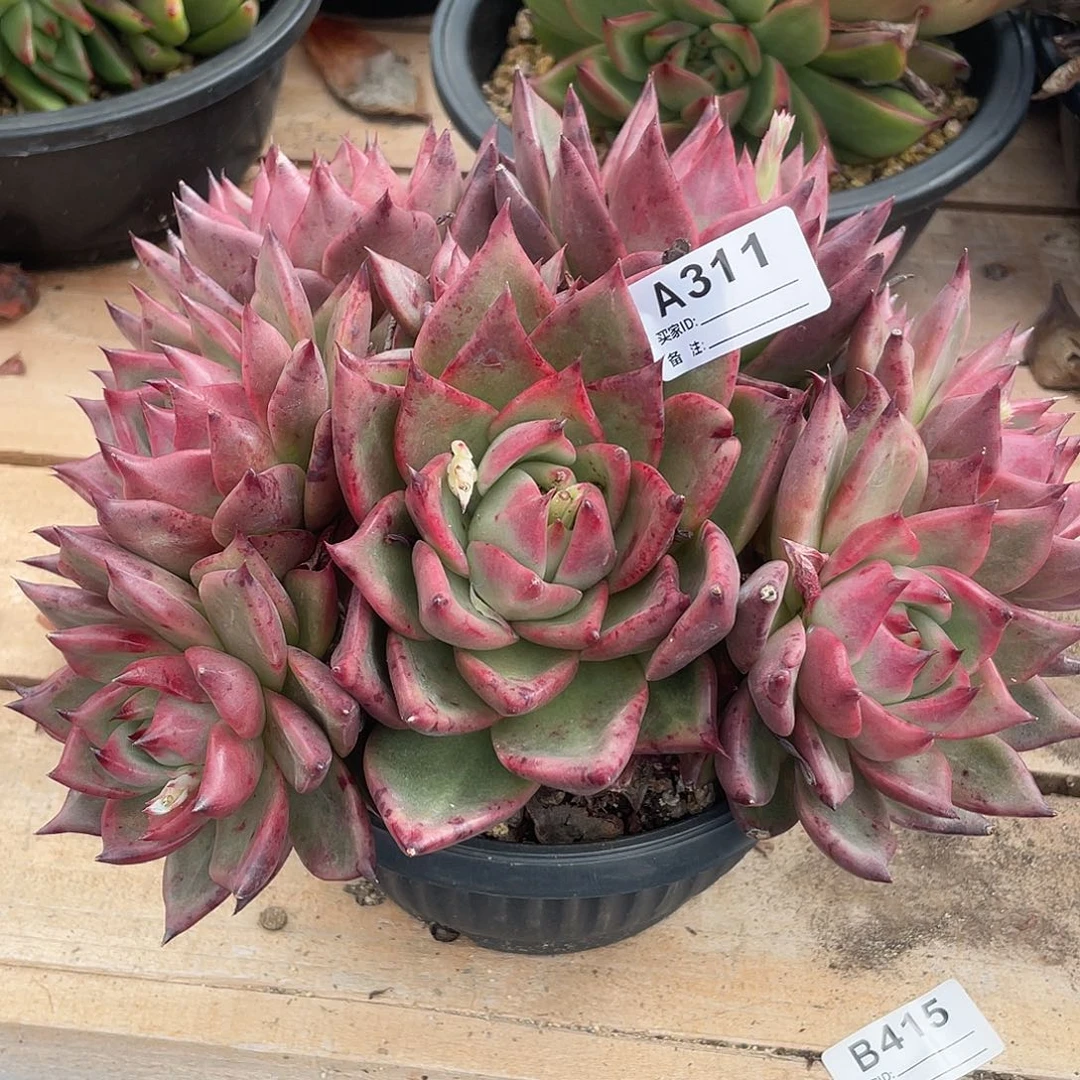 若如东云单拍A311