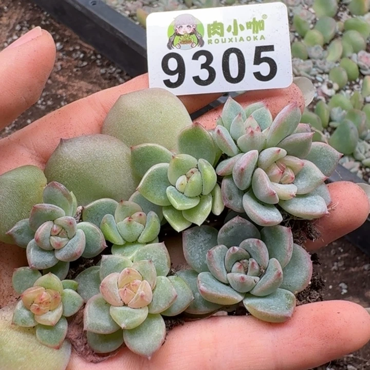 多肉植物多肉植物