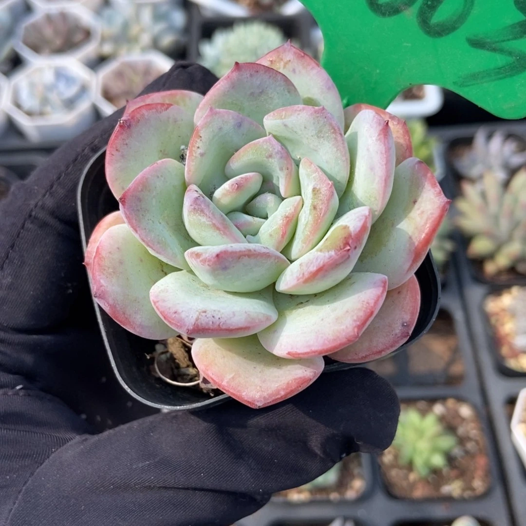 3003冰岛多肉植物保护