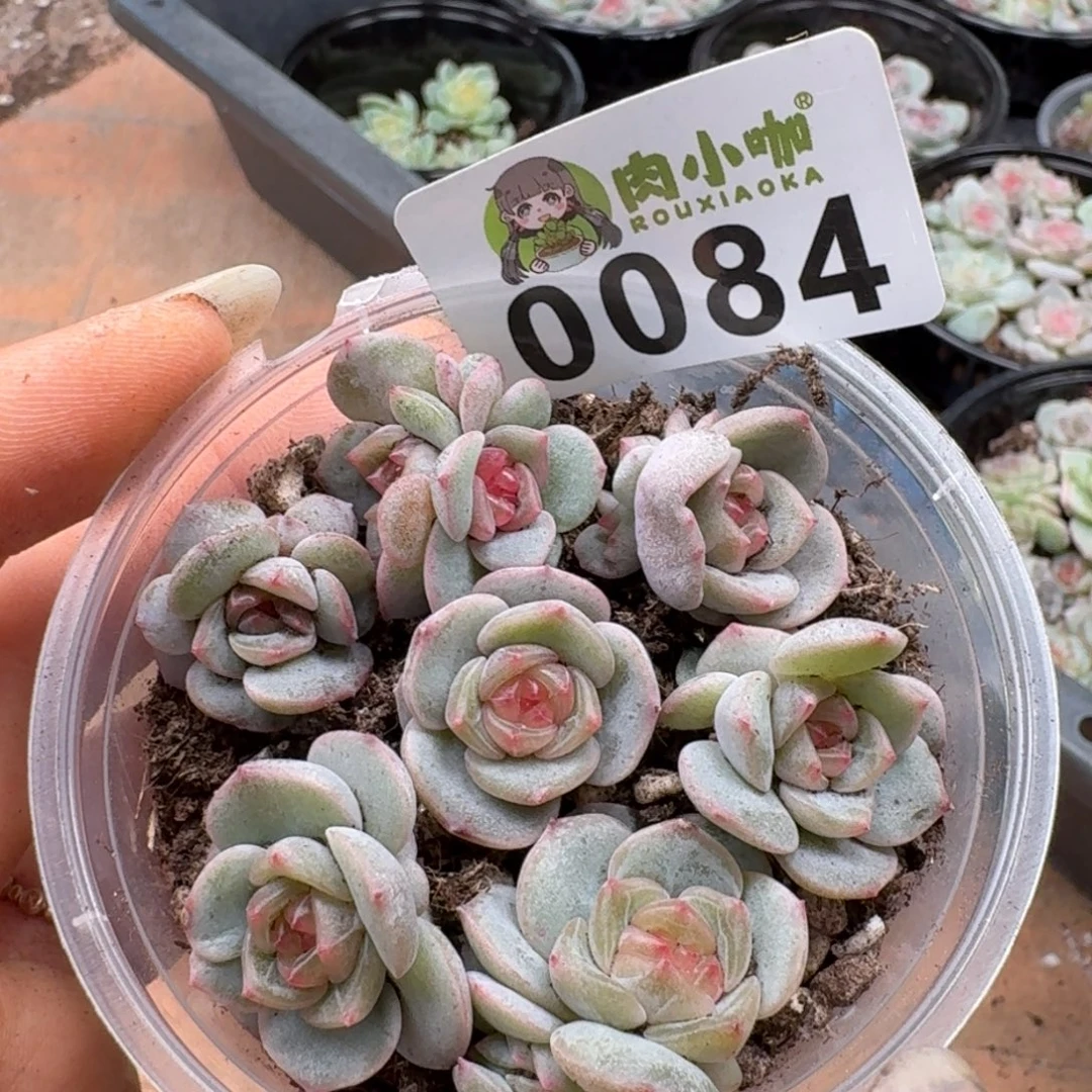 蓝***️多肉植物多肉植物