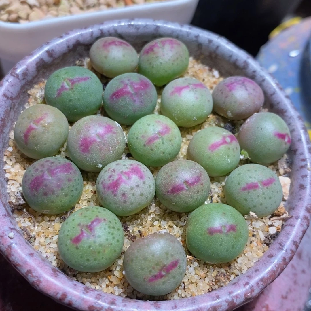一颗136号皮卡丘。