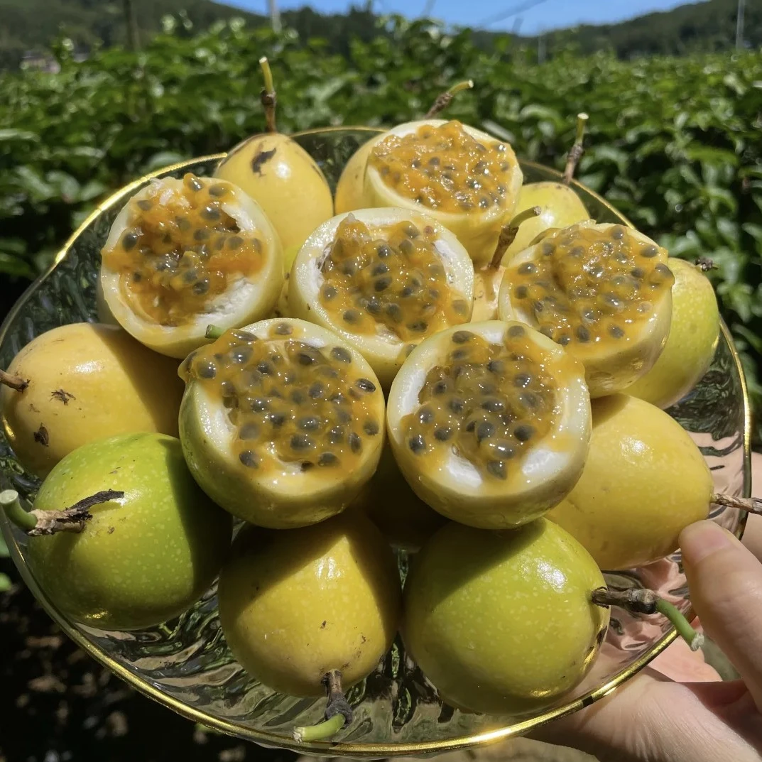 【果园直发 特果】广西罗城钦蜜九号黄金百香果现摘产地直发
