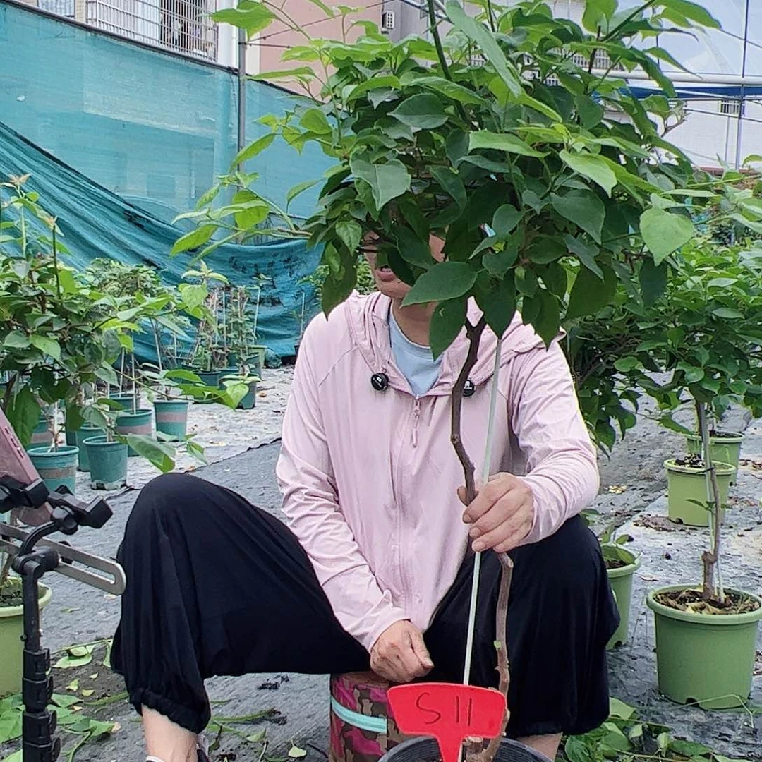 当前无花栽培后可以开花琳*S11红樱