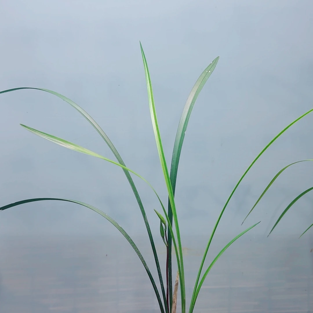 全部花苞细叶寒兰2苗带花苞