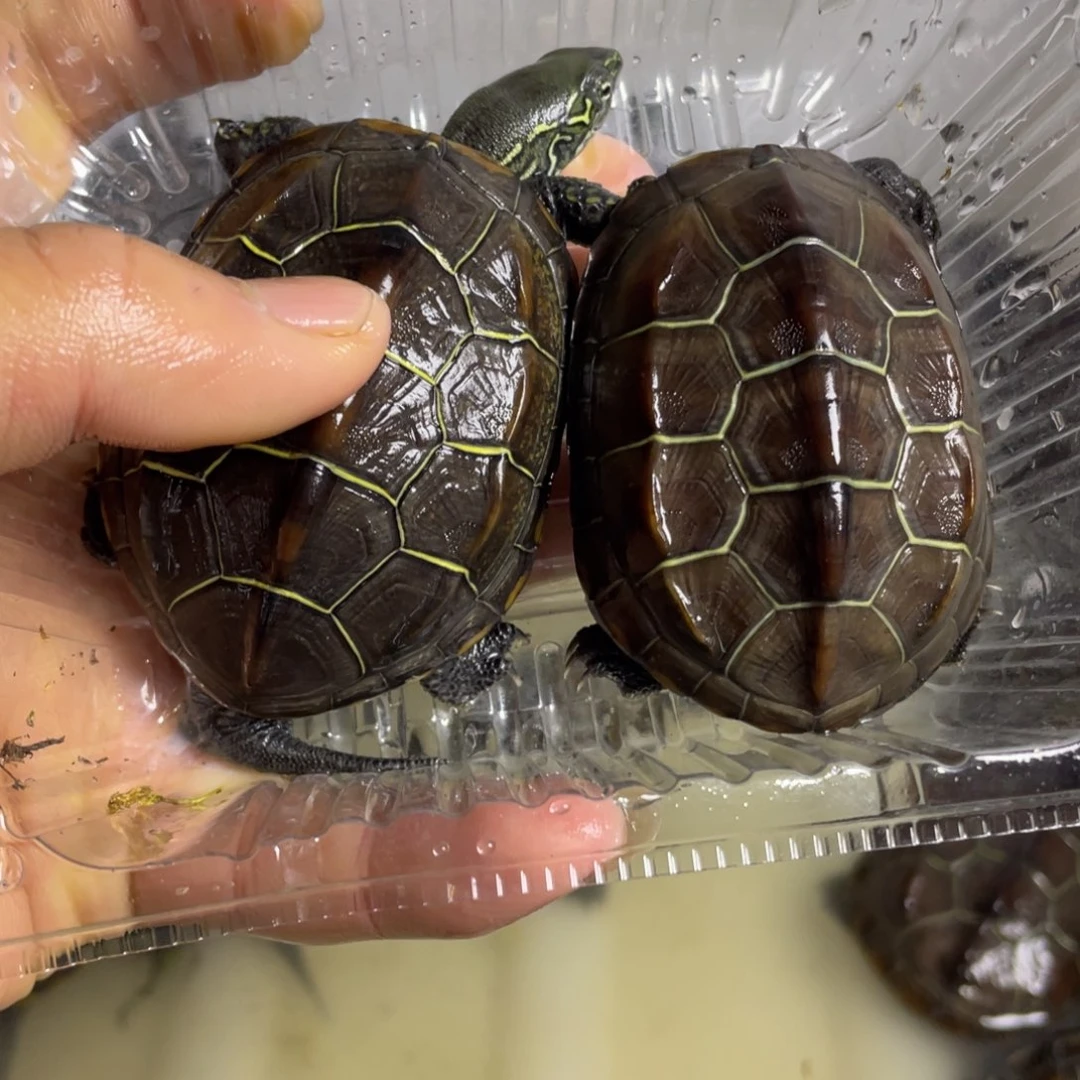 苏北金线冷水草龟