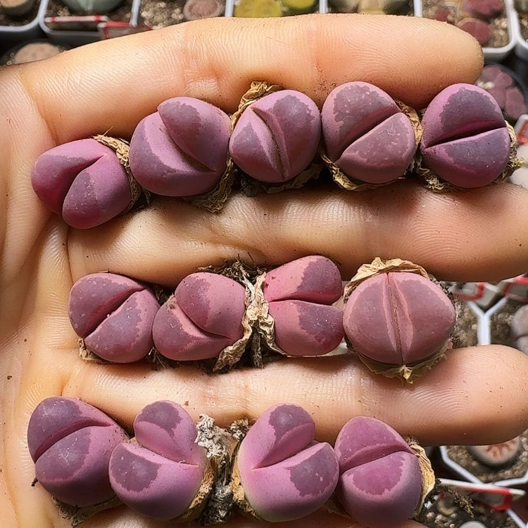 生石花等1111111。   289