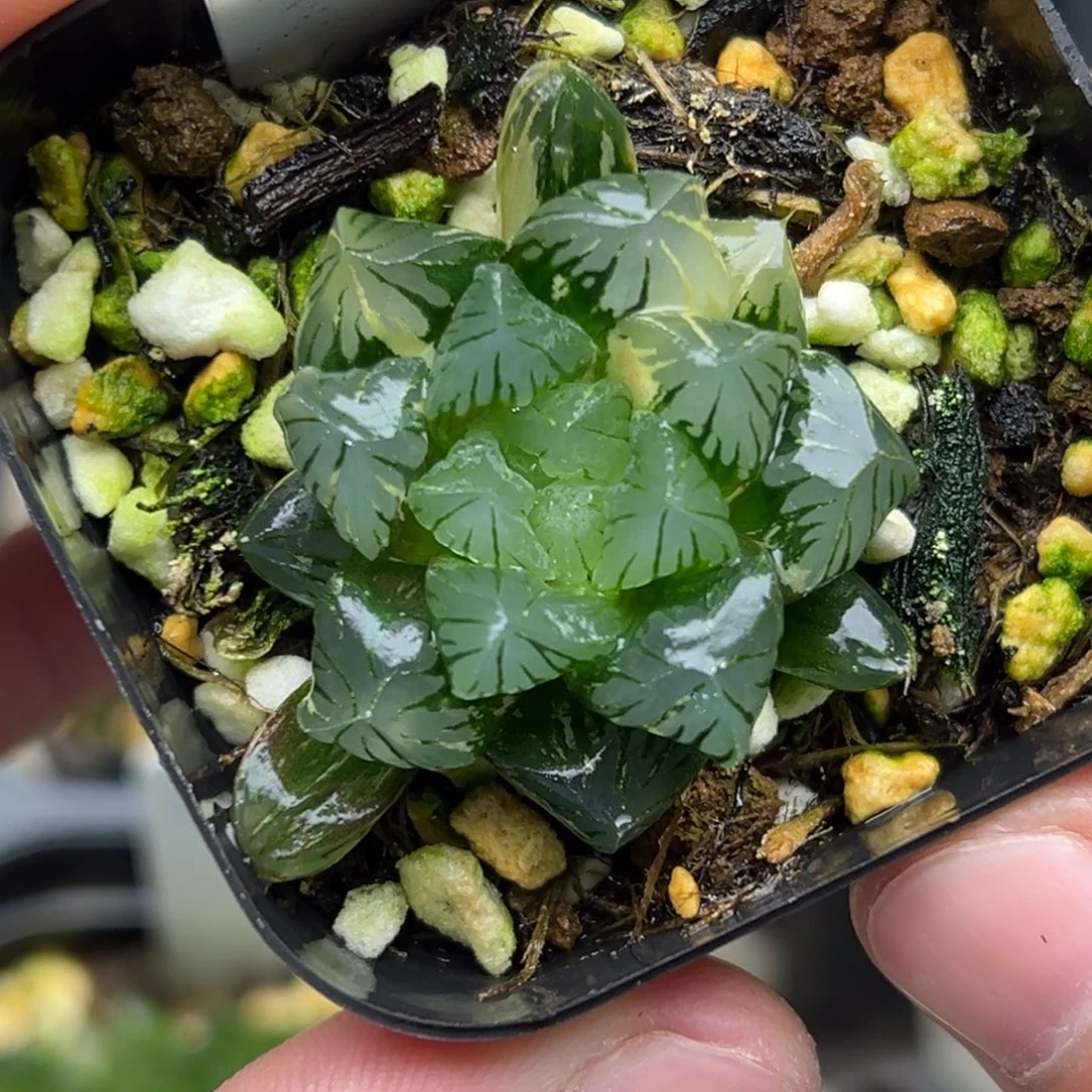 38管赖玉露锦。。。。。。