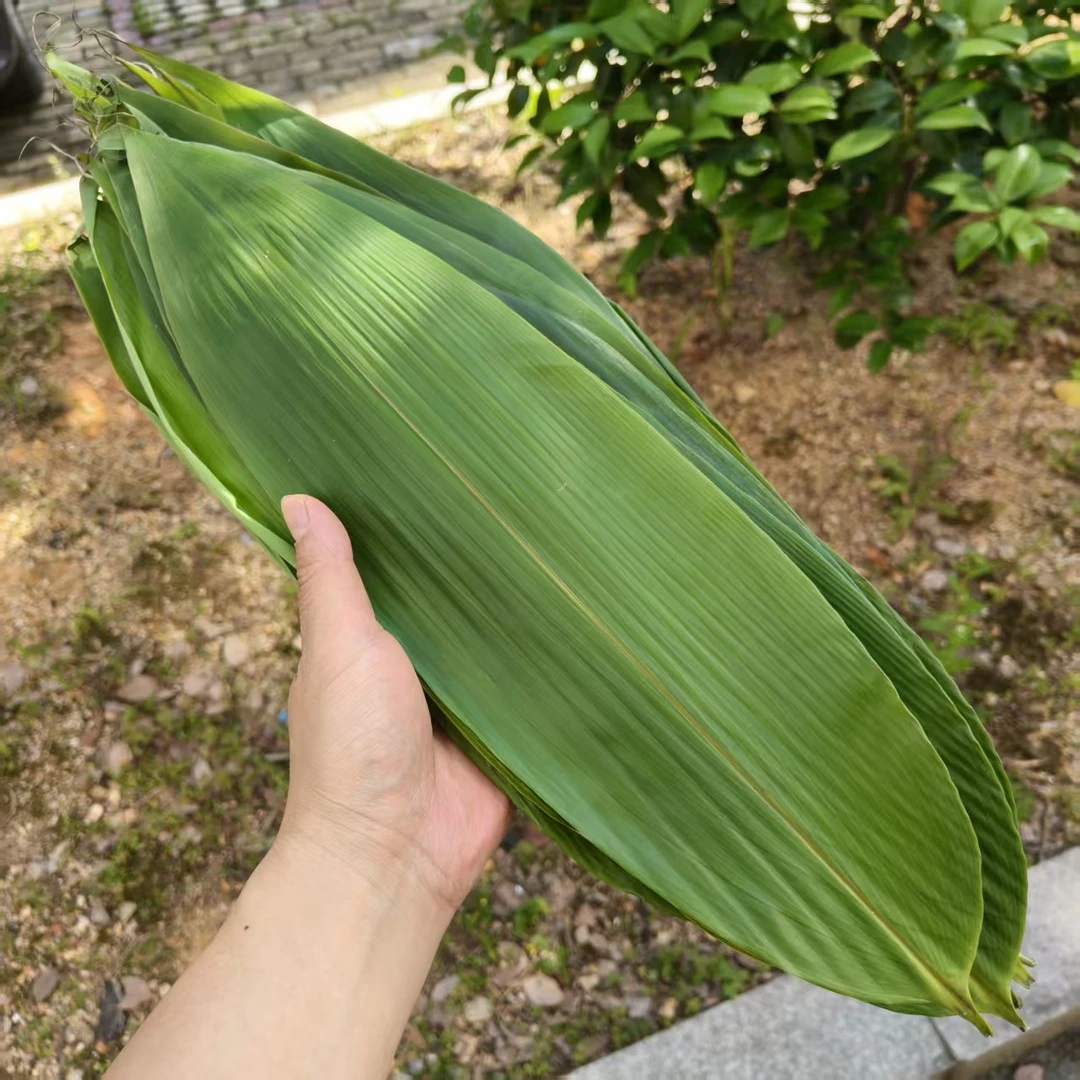 特大号粽叶新鲜粽叶现摘粽叶江西粽叶生粽叶包邮