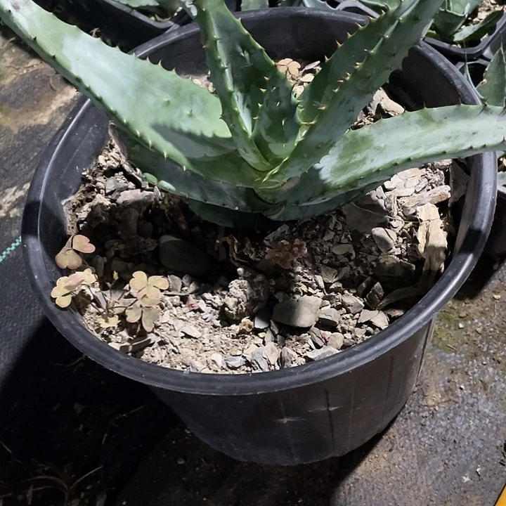 A**宴龙舌兰绿色植物