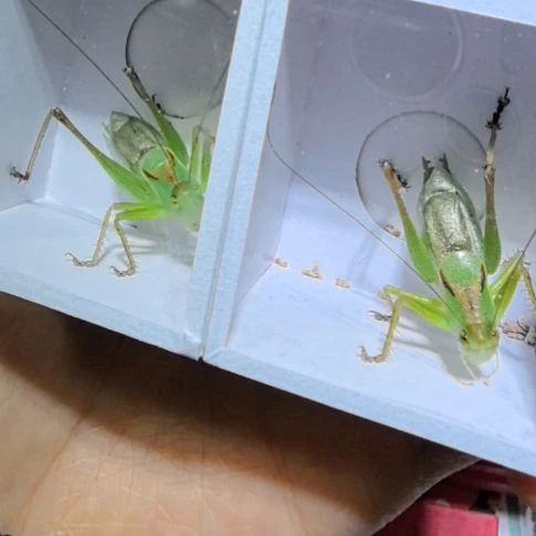 过冬吉尔两条全品