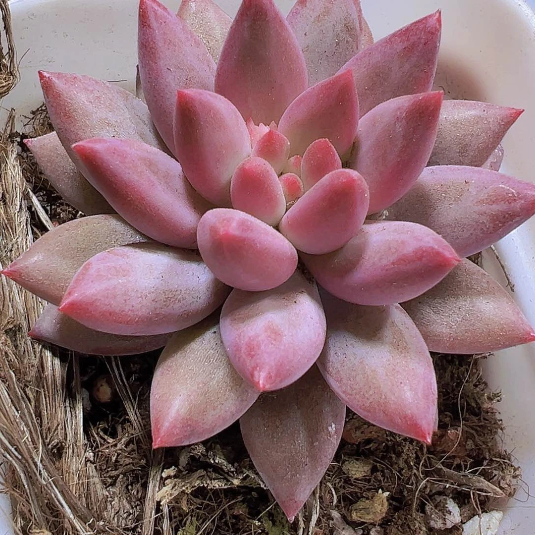 车子里19包邮多肉植物